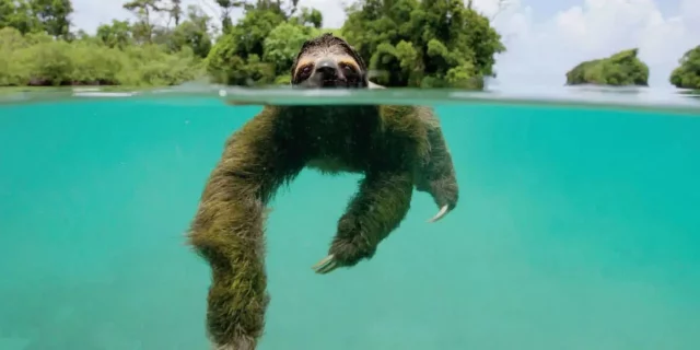 How To Watch Planet Earth II Online For Free? Best Ways And Alternatives!