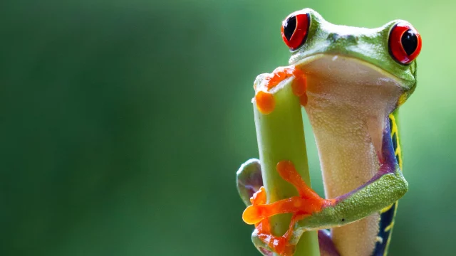 How To Watch Planet Earth II Online For Free? Best Ways And Alternatives!