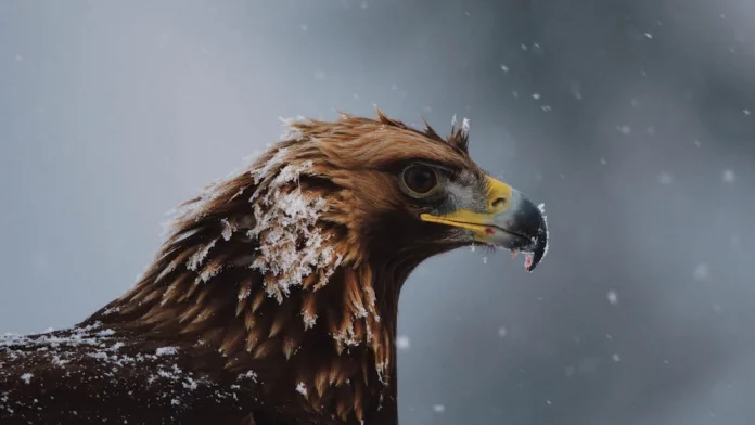 How To Watch Planet Earth II Online For Free? Best Ways And Alternatives!