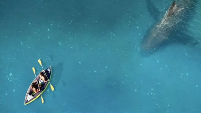 Where To Watch The Reef Stalked For Free? Find Out Your Options!