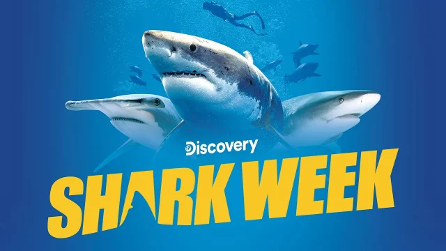 Where To Watch Shark Week 2022 For Free? The Sea Predators Are Here!