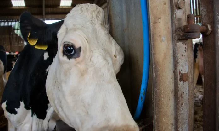 Where To Watch Cow For Free? Watch It Here In 2022!