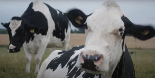 Where To Watch Cow For Free? Watch It Here In 2022!