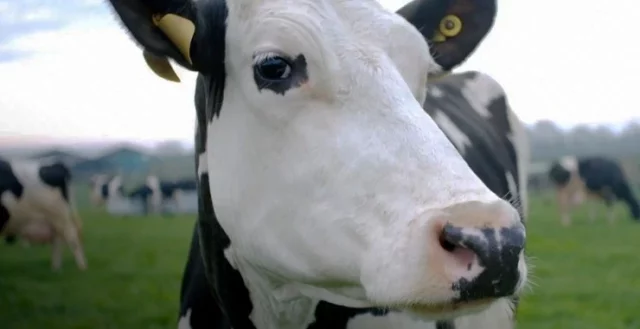 Where To Watch Cow For Free? Watch It Here In 2022!