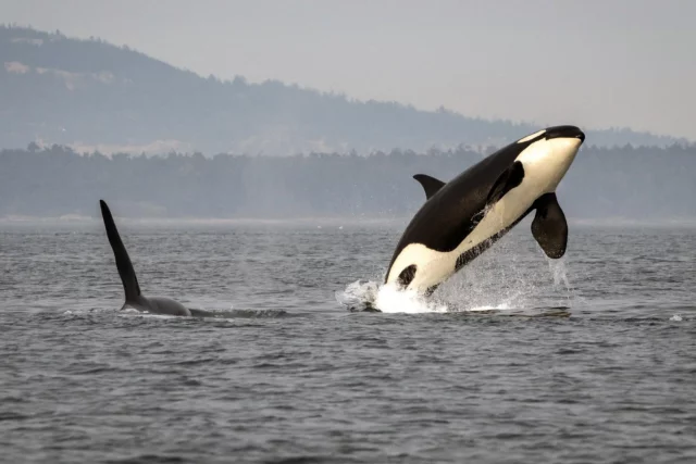 Where Was The Whale Filmed? A Touching Brendan Fraser Drama!!!