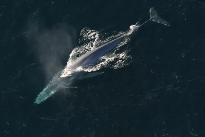 Where Was The Whale Filmed? A Touching Brendan Fraser Drama!!!
