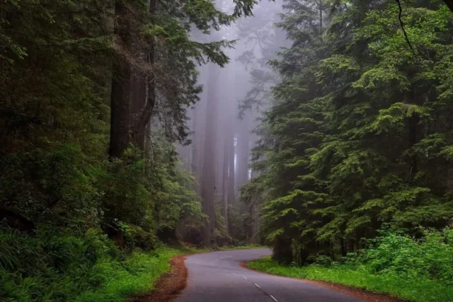 Where Was Bird Box Filmed? A Horror Thriller You Cannot Miss!