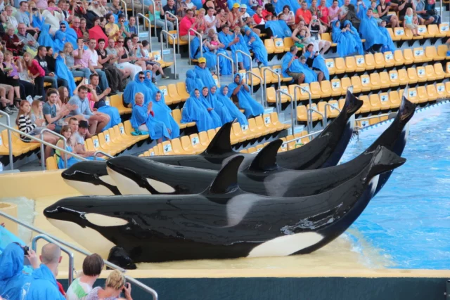 Where To Watch Blackfish For Free Online?