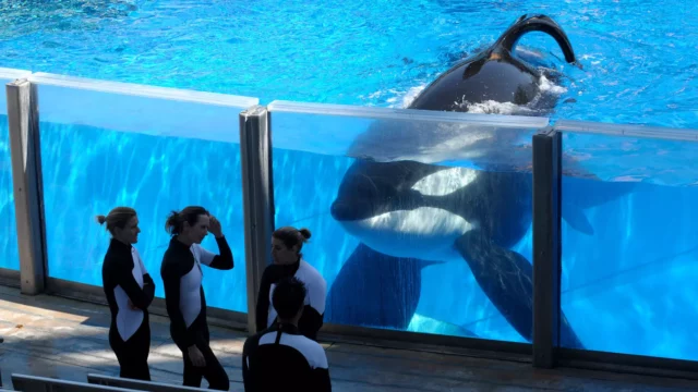 Where To Watch Blackfish For Free Online?