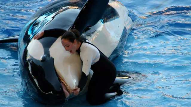 Where To Watch Blackfish For Free Online?