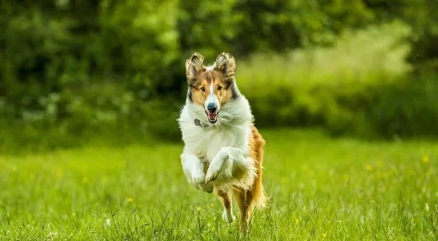 Where Was Lassie Come Home Filmed? An Interesting Adventure Drama!
