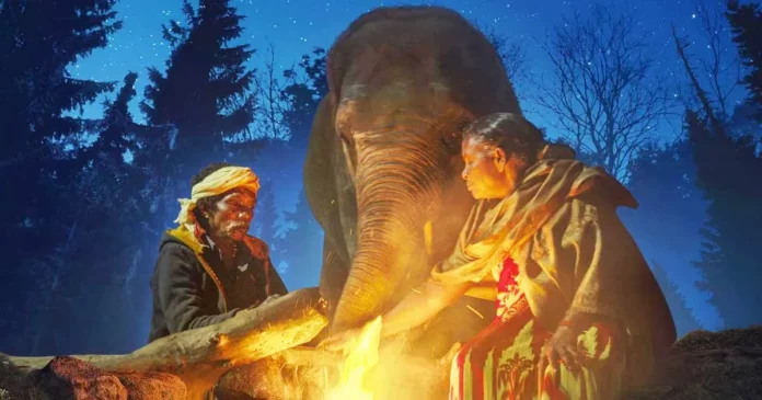 Where To Watch The Elephant Whisperers For Free Online? Kartiki Gonsalves’ Stunning Short Docu-Film!