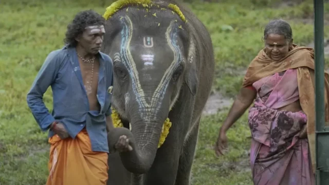 Where To Watch The Elephant Whisperers For Free Online? Kartiki Gonsalves’ Stunning Short Docu-Film!