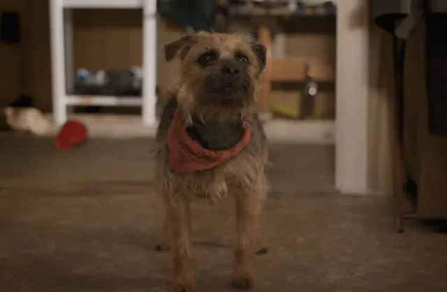 Where To Watch Strays For Free Online? Josh Greenbaum’s Upcoming Comedy Drama Film!
